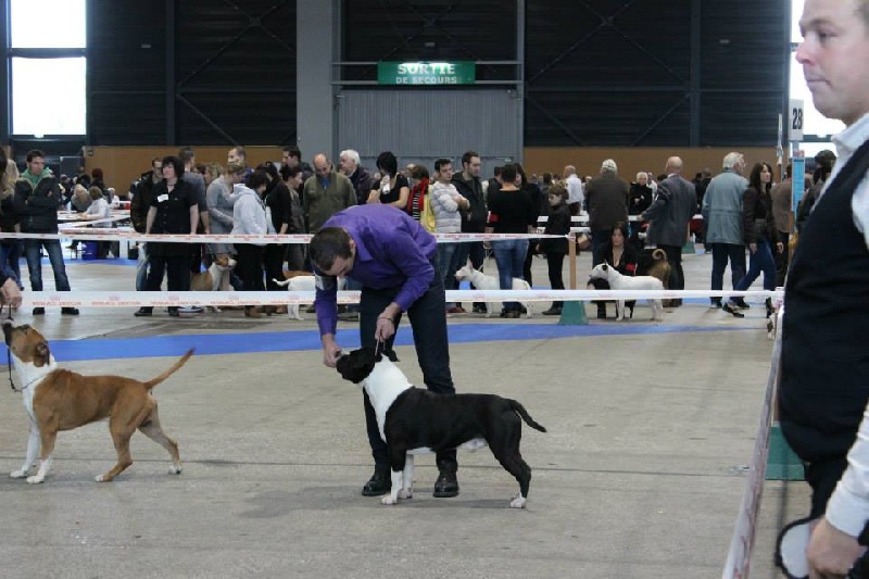 CH. Grover white rock edition of Etmop's - 2ème Excellent en classe Champion