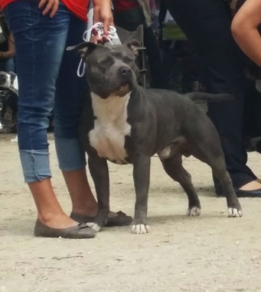 Hulk diamant brut De L'empreinte De Dzeus - 3ème Excellent en classe Intermediaire mâle