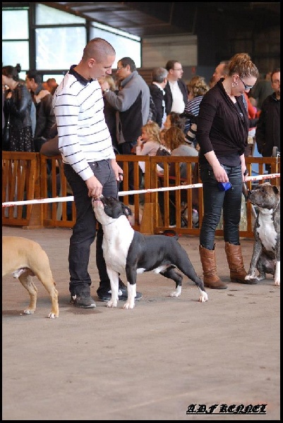 CH. Grover white rock edition of Etmop's - 2ème Excellent Classe Jeune Mâle