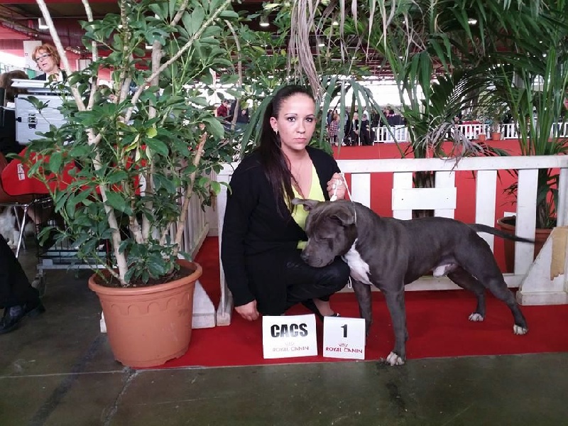 Hulk diamant brut De L'empreinte De Dzeus - 1er Excellent en classe Ouverte + CACS