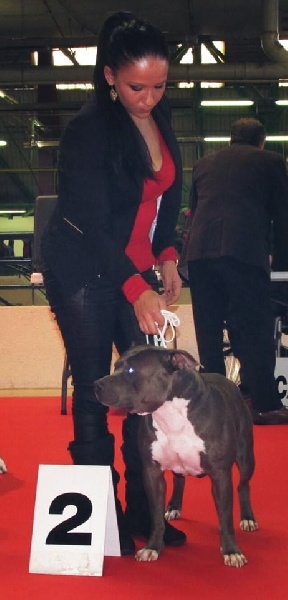 Hulk diamant brut De L'empreinte De Dzeus - 2ème Excellent en classe ouverte mâle