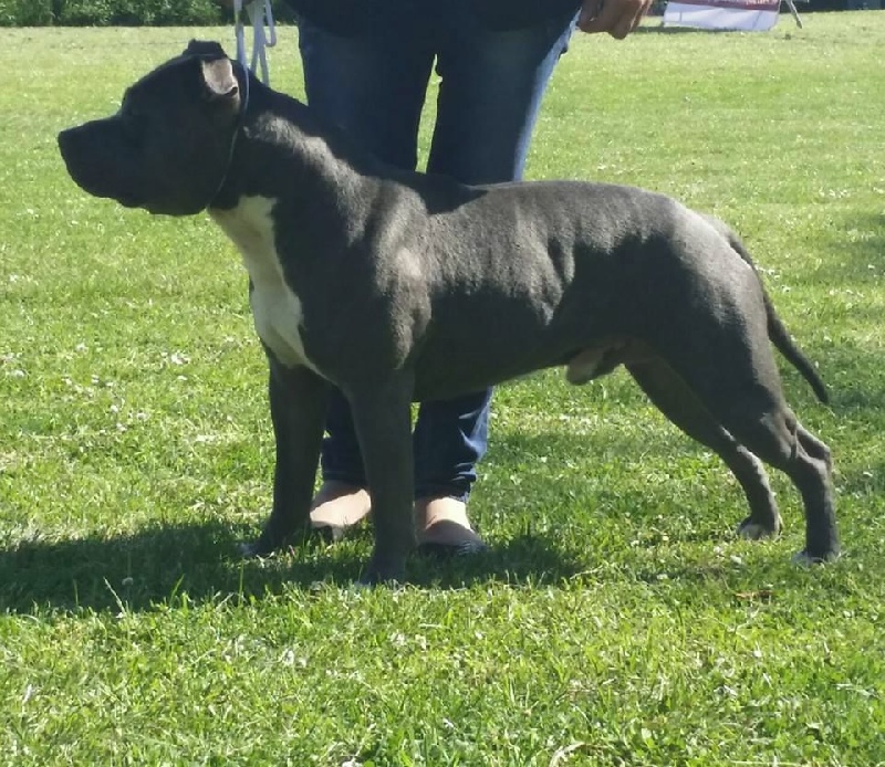 Hulk diamant brut De L'empreinte De Dzeus - Très Bon non classé en classe Intermediaire + TAN 25/25