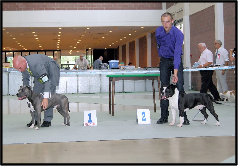 CH. Grover white rock edition of Etmop's - 1er Excellent + RCAC & RCACIB en classe Champion Mâle