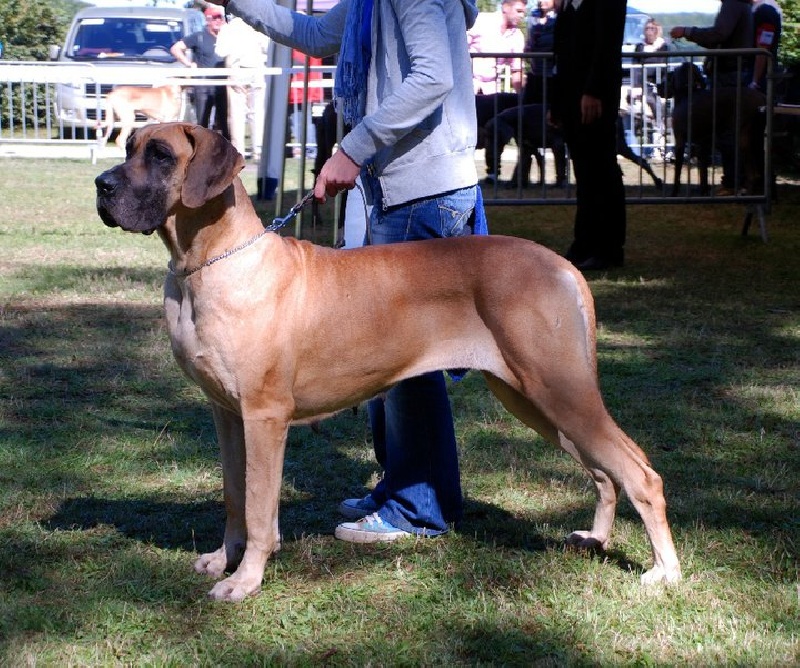 CH. Ch fergee from minitz - 2ème Excellent