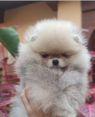 De L'empreinte De Bacchus