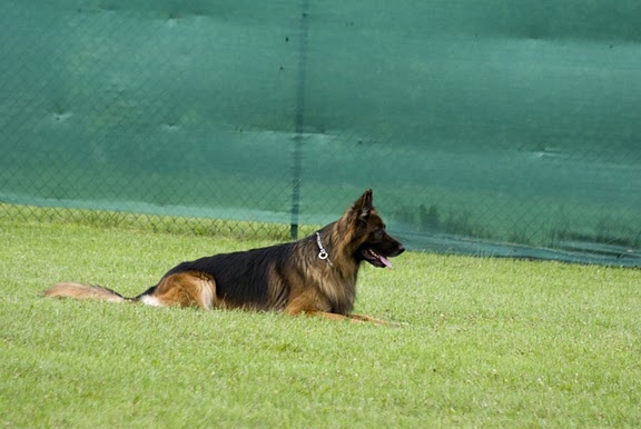 CH. Bacchus du domaine de la Vareze - KORUNG KKL1