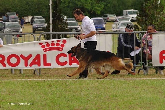 CH. Bacchus du domaine de la Vareze - CHAMPION DE FRANCE CLASSE TRAVAIL MALE