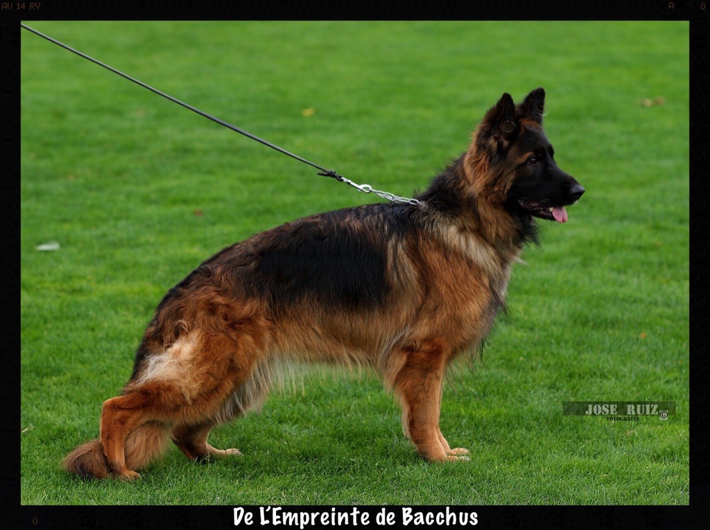 CH. Lily-djude De L'empreinte De Bacchus - 1 ère Exellente au Championnat du Monde Nuremberg 2018 en classe travail