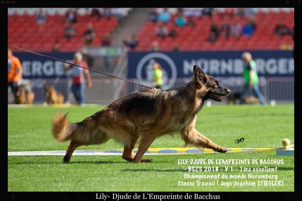 CH. Lily-djude De L'empreinte De Bacchus - Championne de France ?? classe jeune