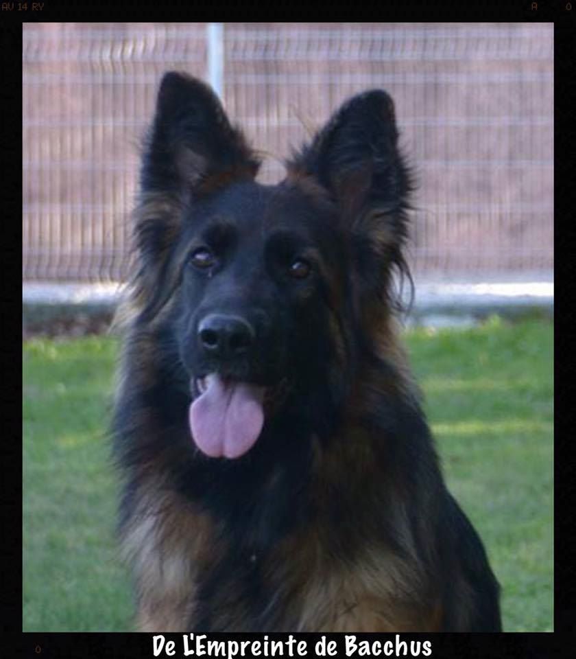 CH. Lily-djude De L'empreinte De Bacchus - 1ere en classe junior femelles