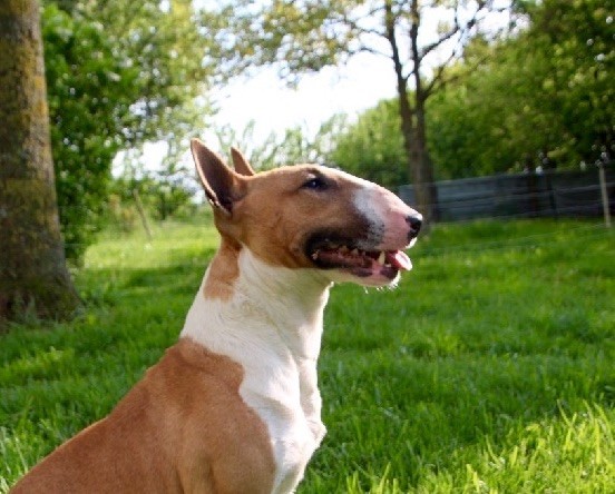 Dreams Of A Day Lutcia - 1 excellent - C.A.C.S et R.C.A.C.S