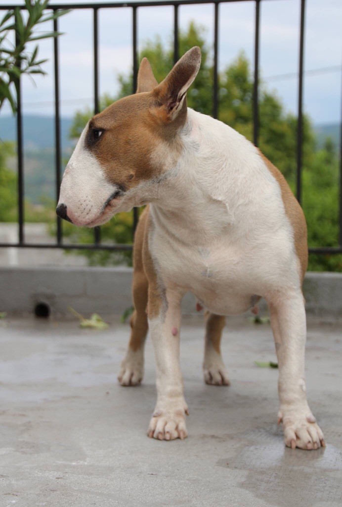 Dreams Of A Day Lutcia - 4eme - Excellent NE