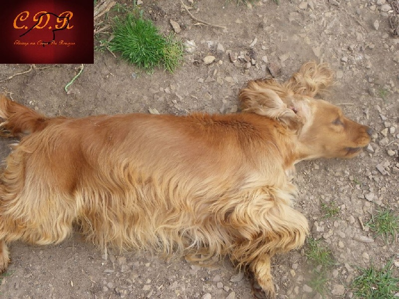 Publication : Au Coeur Du Rougier