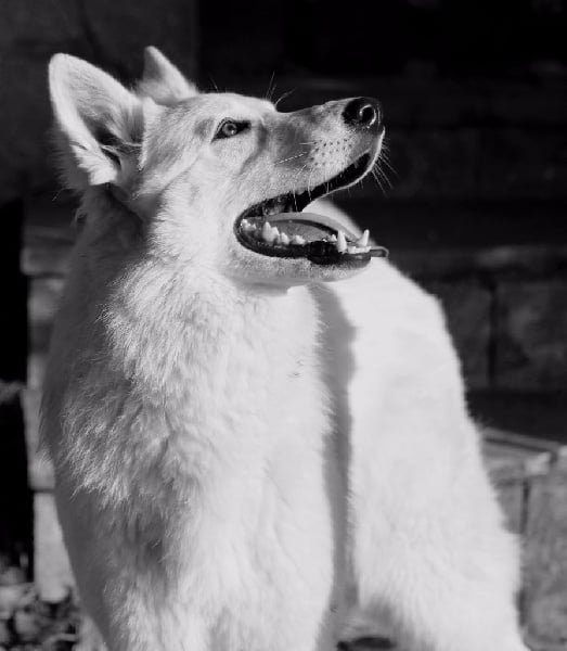 Publication : Du Clair de Brume Auteur : du clair de brume