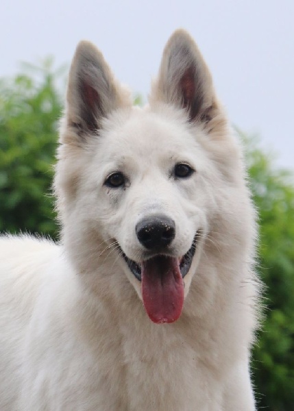 CH. Louska Du Bois Des Ternes - 2eme excellent