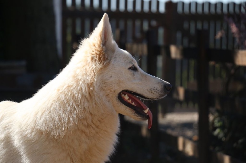 CH. Louska Du Bois Des Ternes - 1ere exc rcac et rcacib