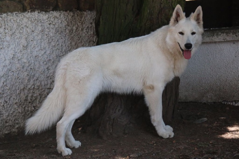 CH. Louska Du Bois Des Ternes - 4eme exc