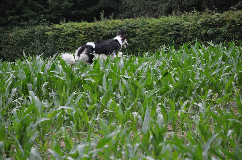 Publication : Domaine De Lenjon Auteur : Mme cavaillés