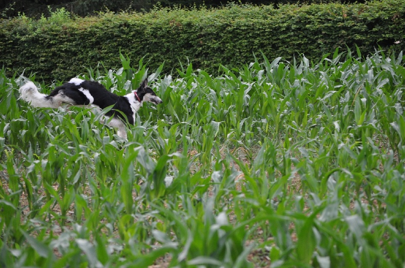 Publication : Domaine De Lenjon Auteur : Mme cavaillés