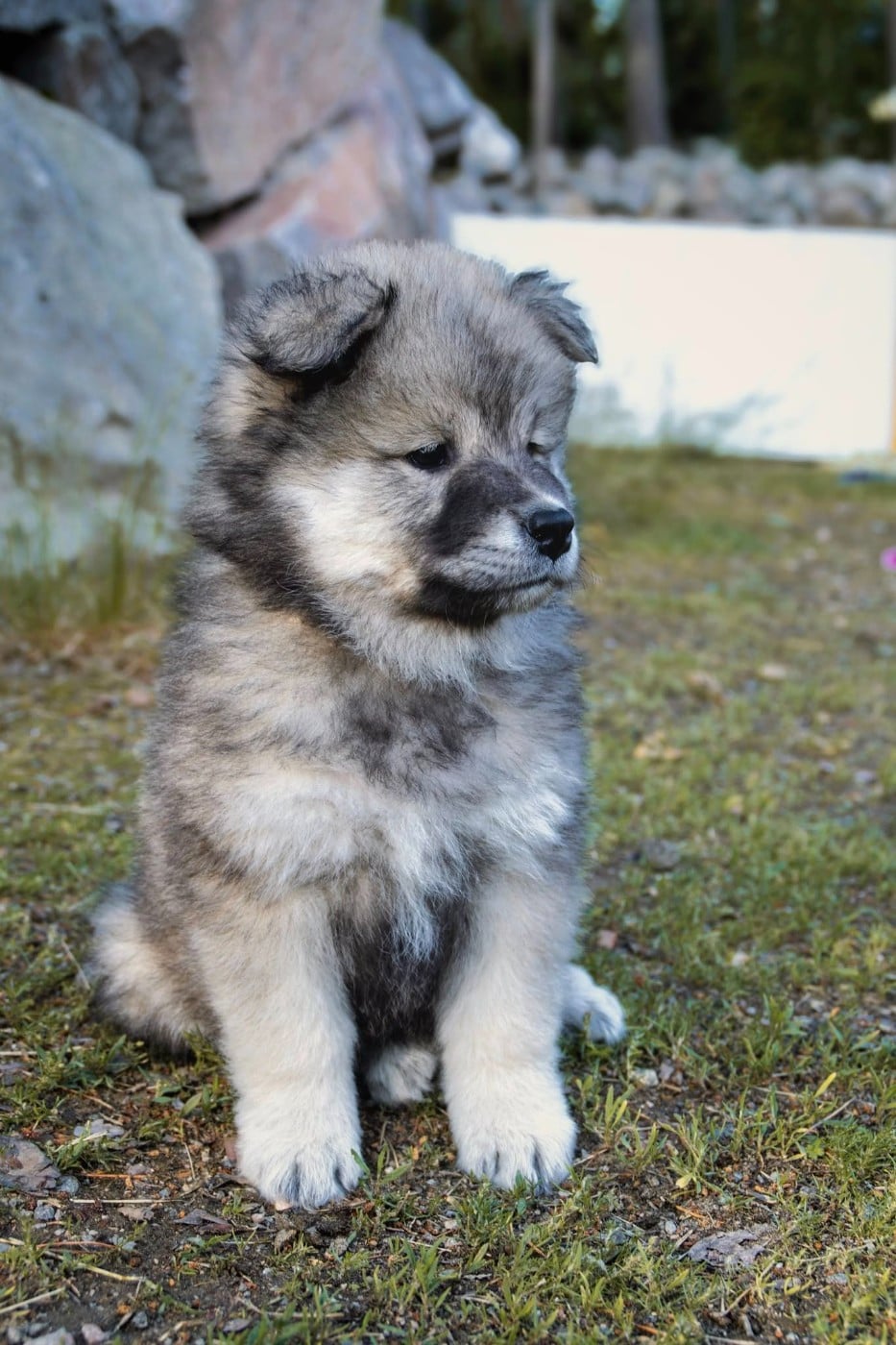 chevillan Amazing azrael