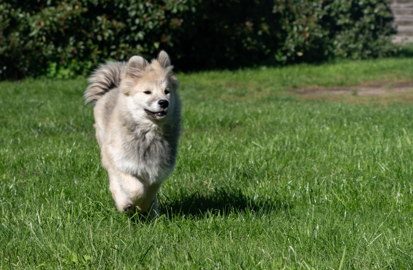 chevillan Amazing azrael