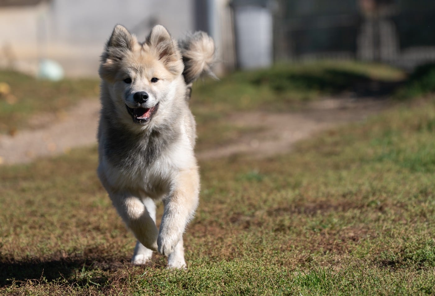 chevillan Amazing azrael