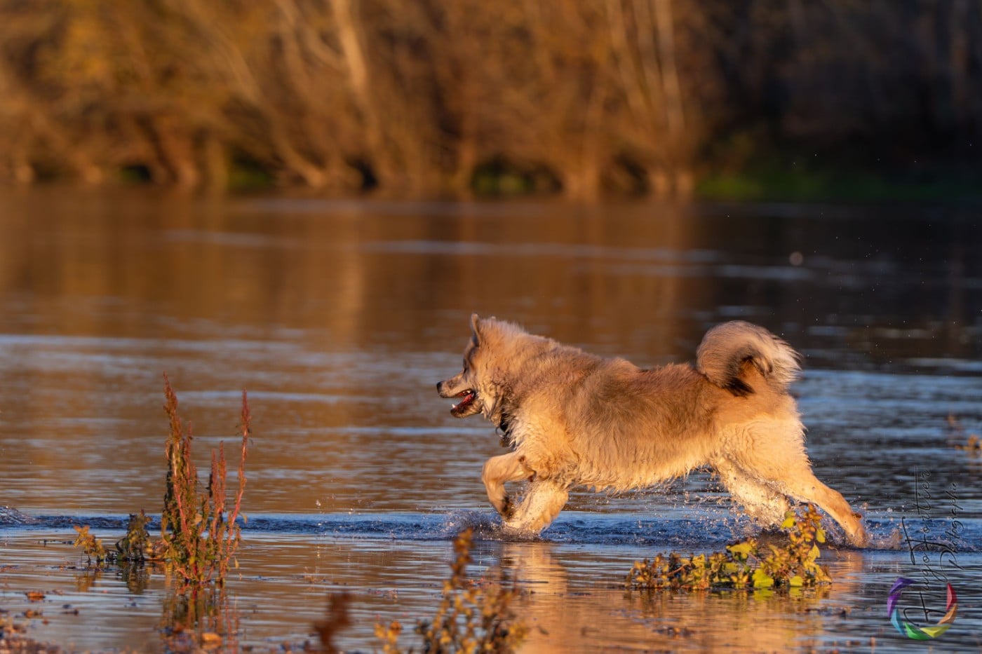 chevillan Amazing azrael