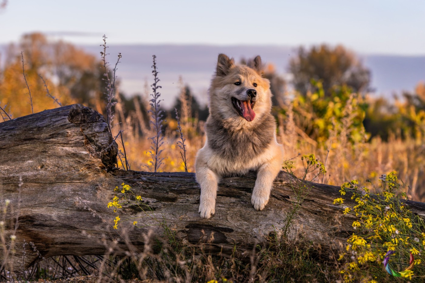 chevillan Amazing azrael