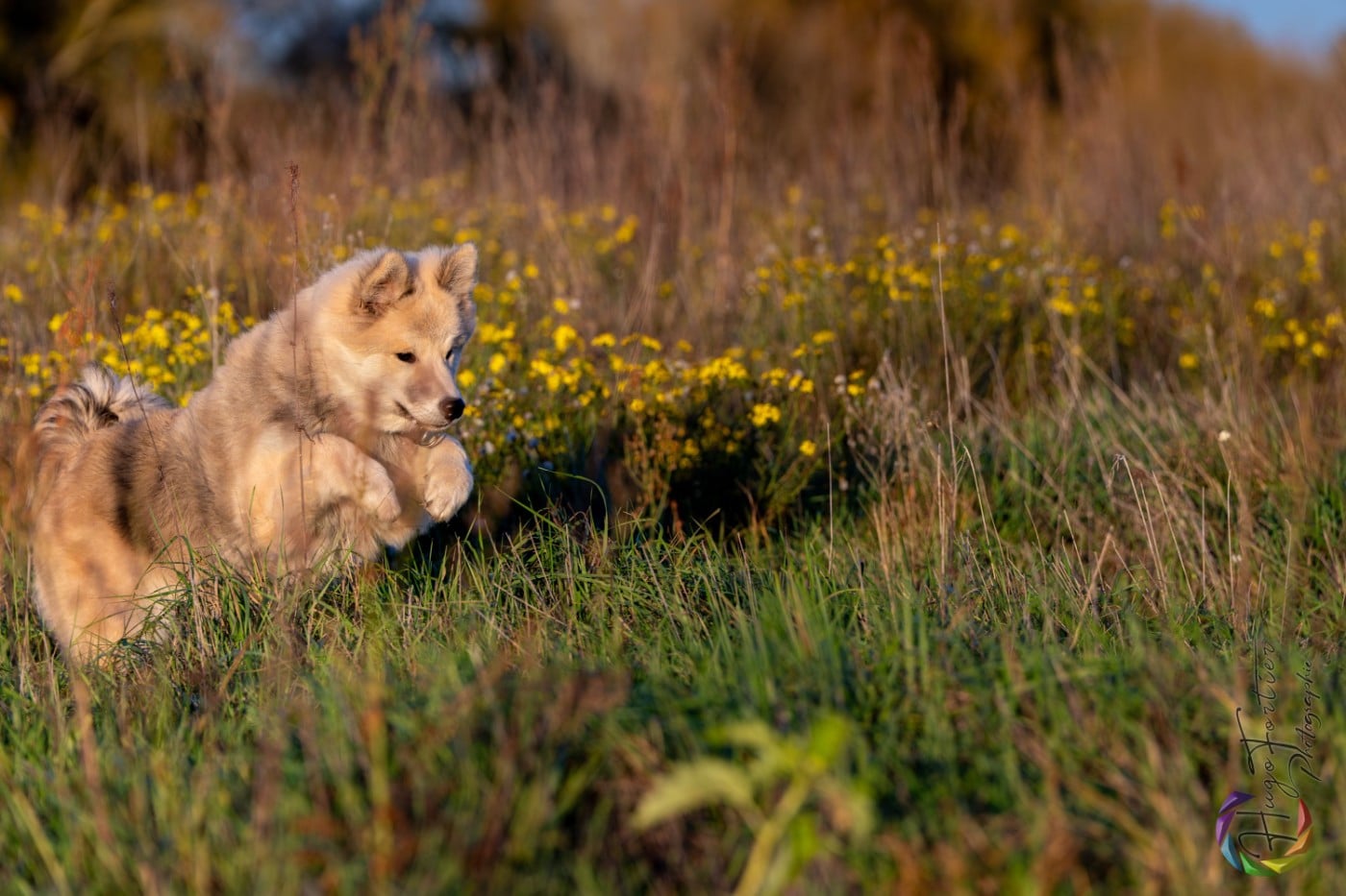 chevillan Amazing azrael