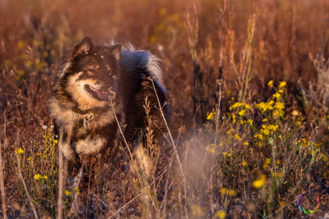 Valknut De Prana Des Loups
