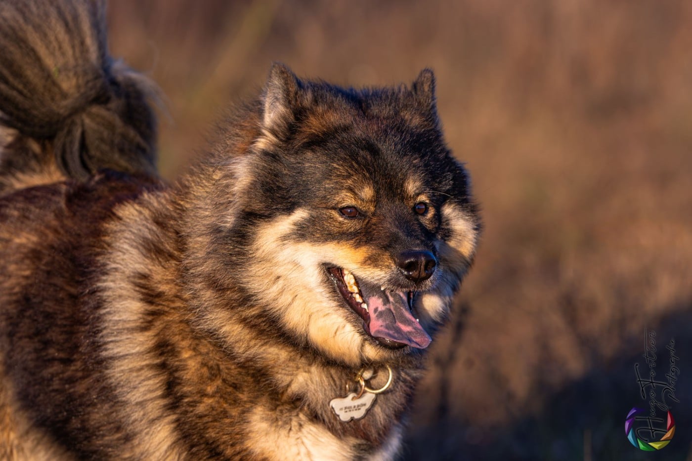 Valknut De Prana Des Loups