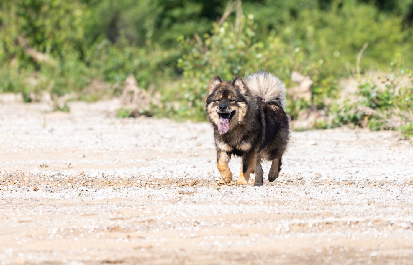 Valknut De Prana Des Loups