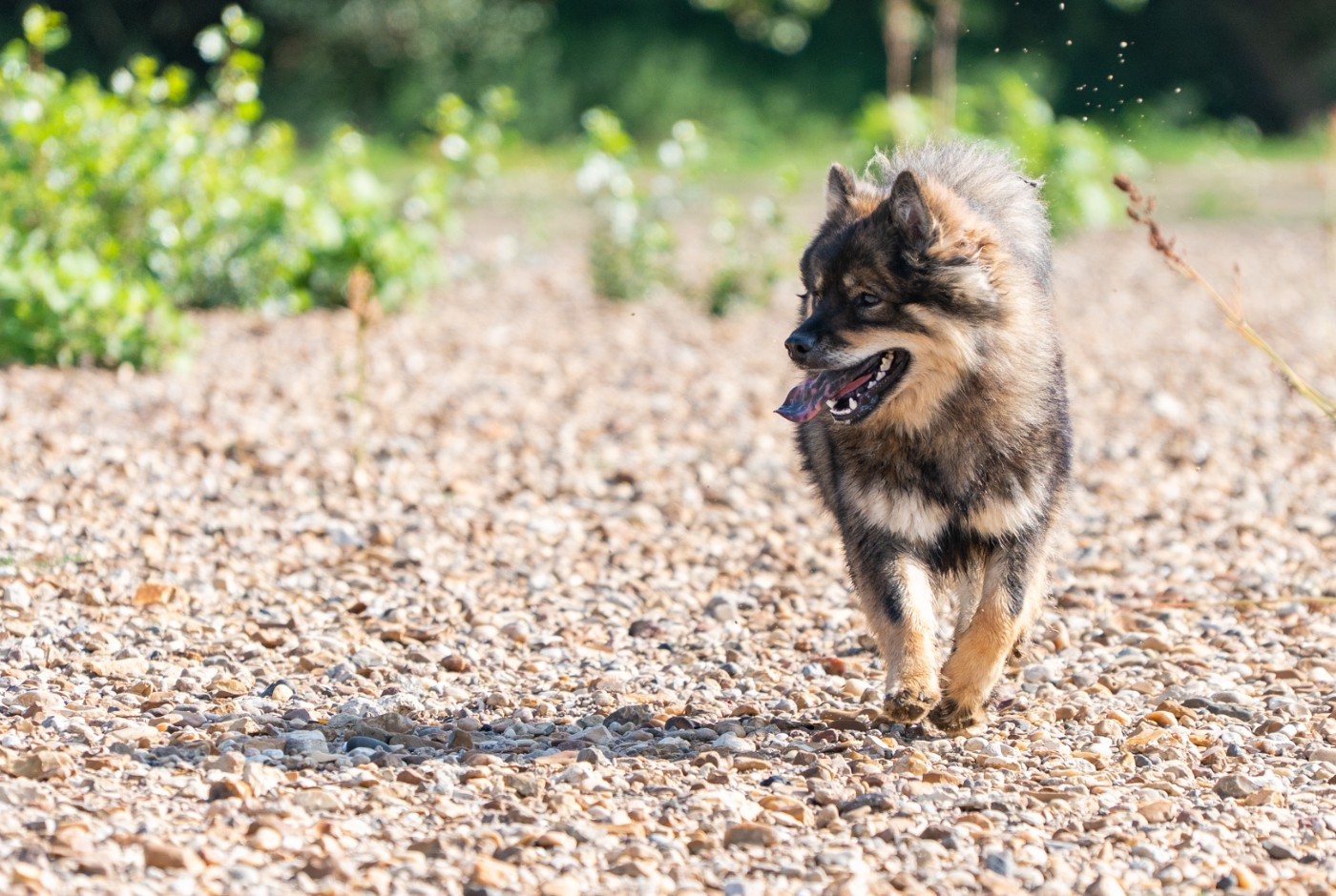 Valknut De Prana Des Loups