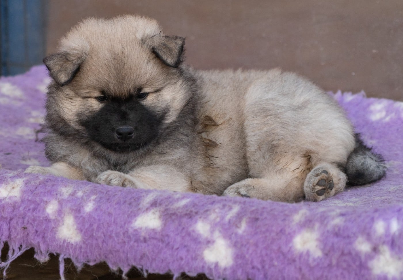 Ashtaroth Des Délices De Beltaine