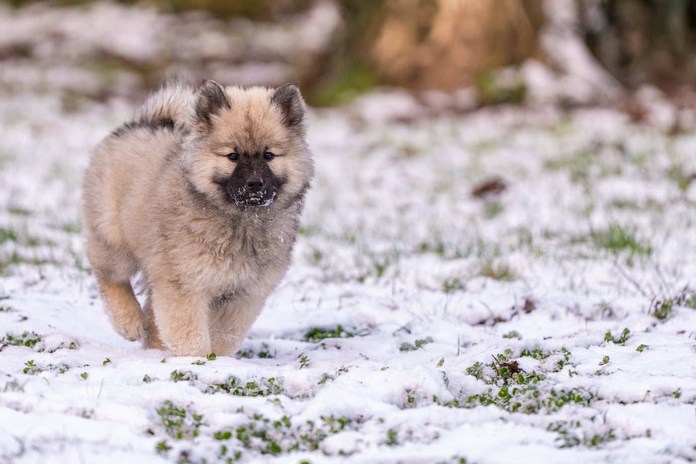 Ashtaroth Des Délices De Beltaine