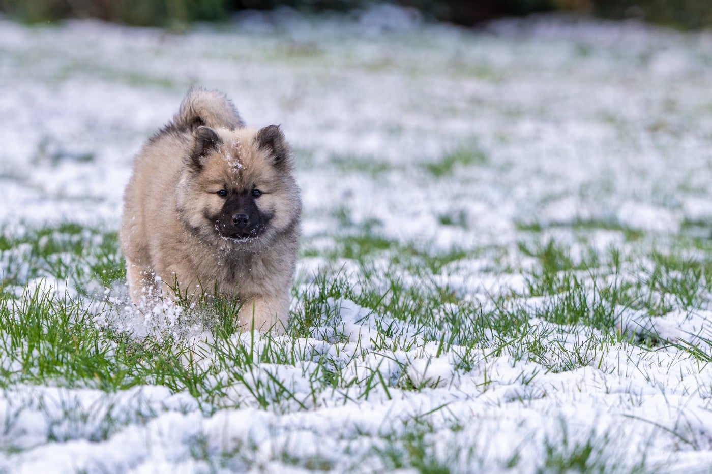 Ashtaroth Des Délices De Beltaine