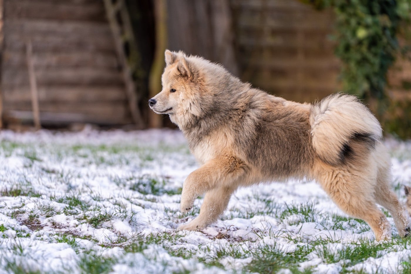 chevillan Amazing azrael