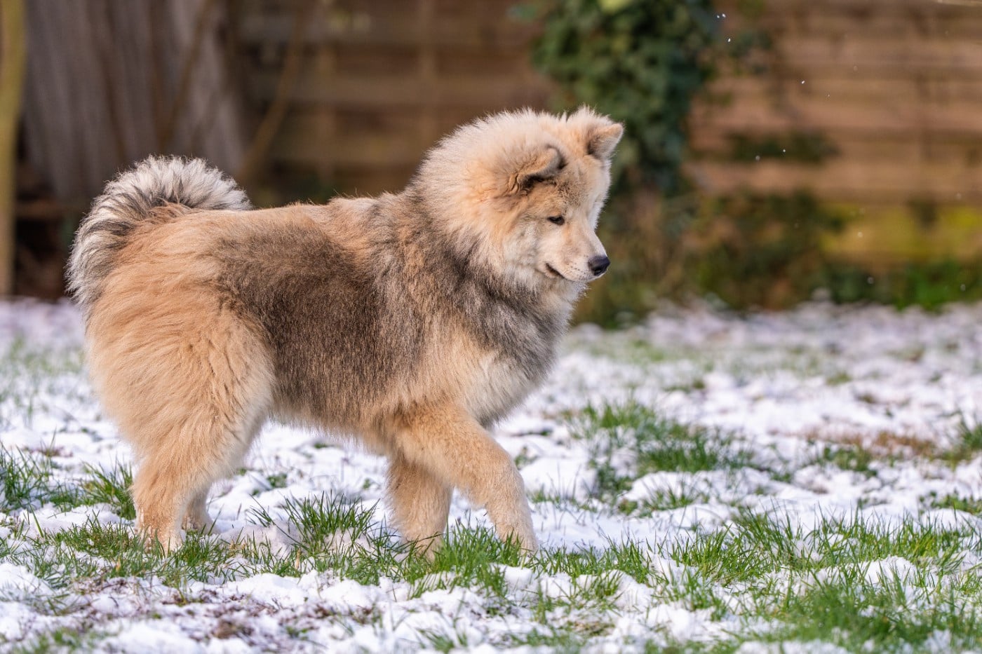 chevillan Amazing azrael