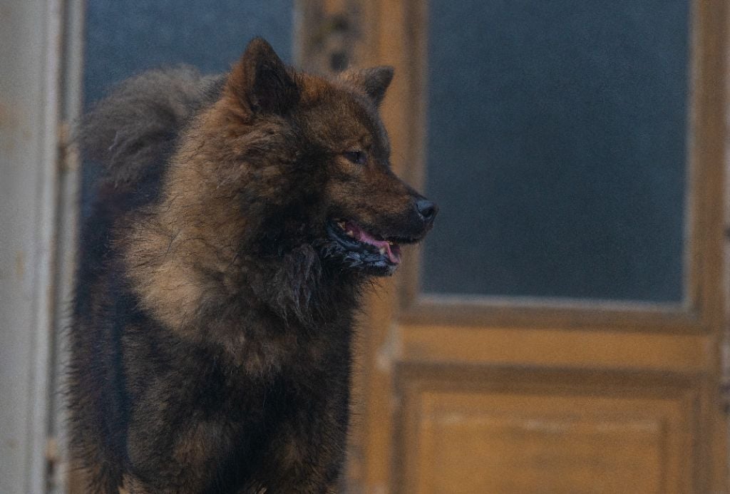 Torne sjovan Des Délices De Beltaine