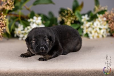 M. VIOLET - Eurasier