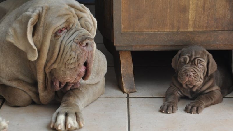 Publication : les chiens de florence