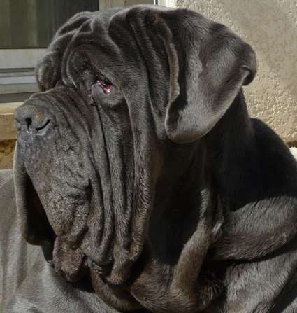 Publication : les chiens de florence Auteur : Florence