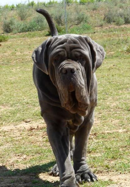 Publication : les chiens de florence Auteur : Florence