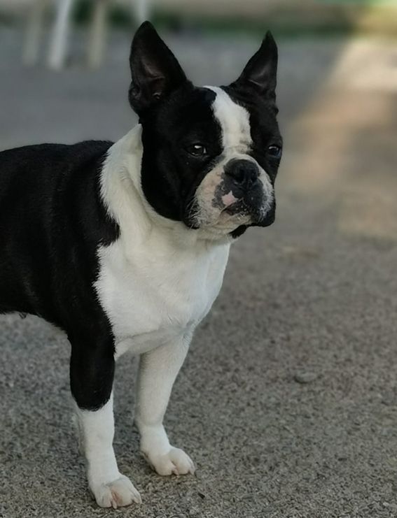les chiens de florence Polly pocket