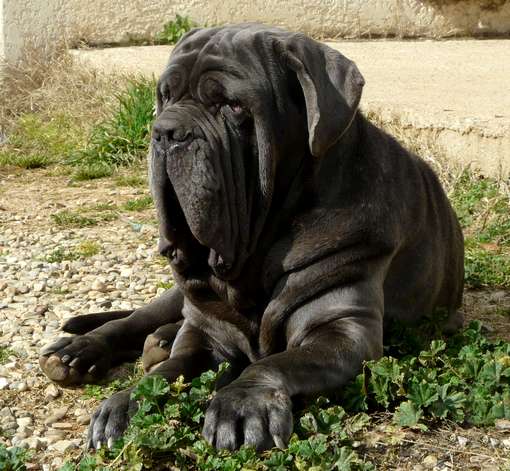 Publication : les chiens de florence Auteur : Florence