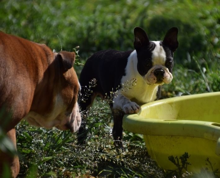 Publication : les chiens de florence Auteur : FLORENCE