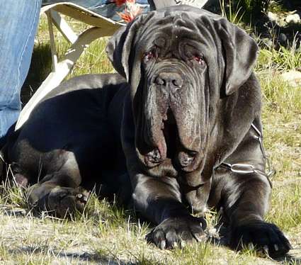 Publication : les chiens de florence Auteur : Florence