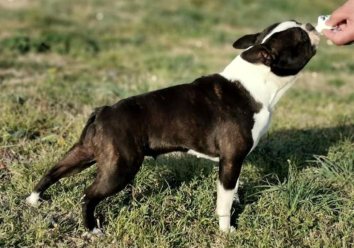 les chiens de florence Polly pocket