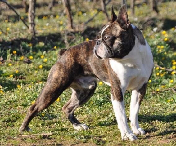 les chiens de florence Looky