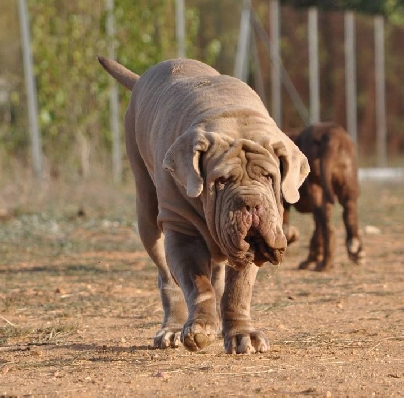 Publication : les chiens de florence